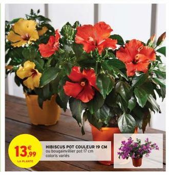 13,99  LA PLANTE  HIBISCUS POT COULEUR 19 CM ou bougainvillier pot 17 cm coloris variés 