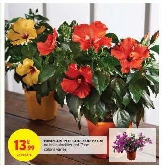 13,99  la plante  hibiscus pot couleur 19 cm ou bougainvillier pot 17 cm coloris variés 