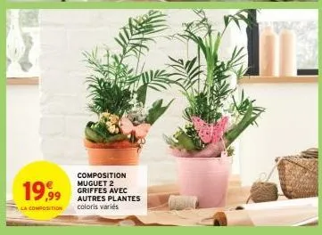 plantes 