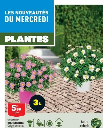 LES NOUVEAUTÉS DU MERCREDI  PLANTES  599  La plat  GARDENLINE  MARGUERITE Coloris assortis. 815834  3L  Autre  coloris  