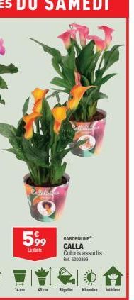 Catali  599  Laat  16cm  40 cm  Pallaties  GARDENLINE CALLA Coloris assortis. Fr. 5000399  Rig  Mind  Inter 