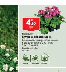 449  le  gardenline lot de 6 geraniumsⓒ géranium-lierre ou géranium zonale. 6 plants en motte d'env. 11 cm. 1 lot = 1 variété coloris assortis. rat 2860  rigatie soll ext 
