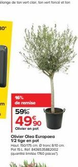 16% de remise 59%  4990  Olivier en pot  Olivier Olea Europaea 1/2 tige en pot  Hout 150/175 cm. Ⓒ tronc 8/10 cm. Pot 15 L Ret. 8436535882002 (quantam 1760 piéces") 