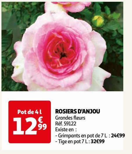 ROSIERS D'ANJOU