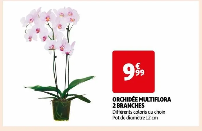 orchidée multiflora 2 branches