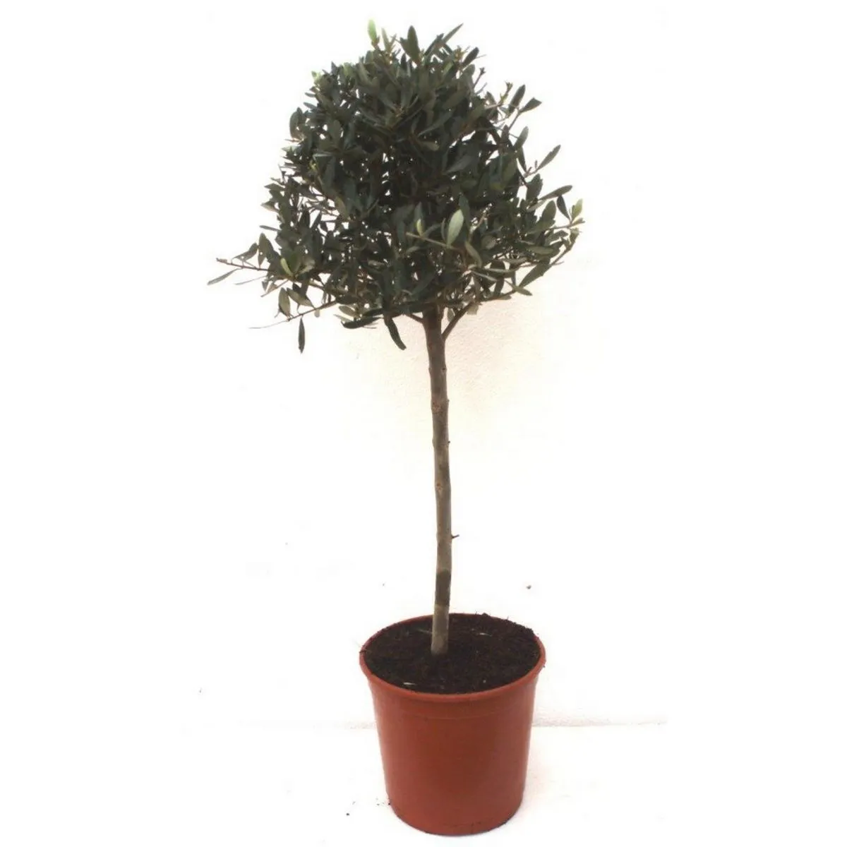 olivier (olea europaea) 