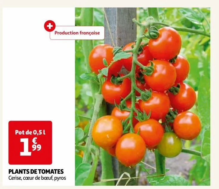 plants de tomates 