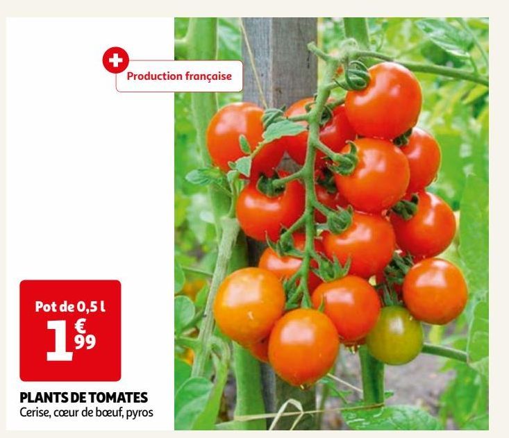 PLANTS DE TOMATES 