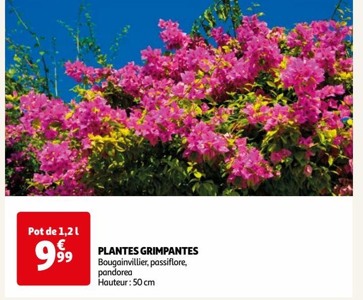 PLANTES GRIMPANTES 