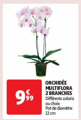 ORCHIDEE MULTIFLORA 2 BRANCHES