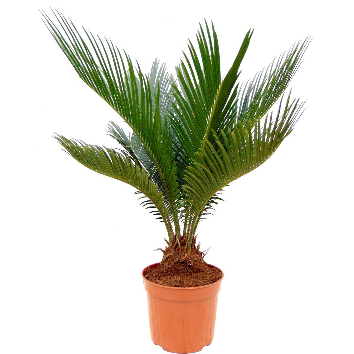 CYCAS REVOLUTA