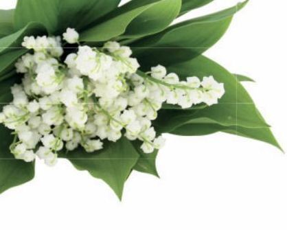 BOUQUET DE 10 BRINS DE MUGUET DANS UN VASE