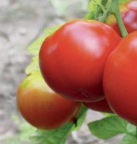 PLANTS DE TOMATES 