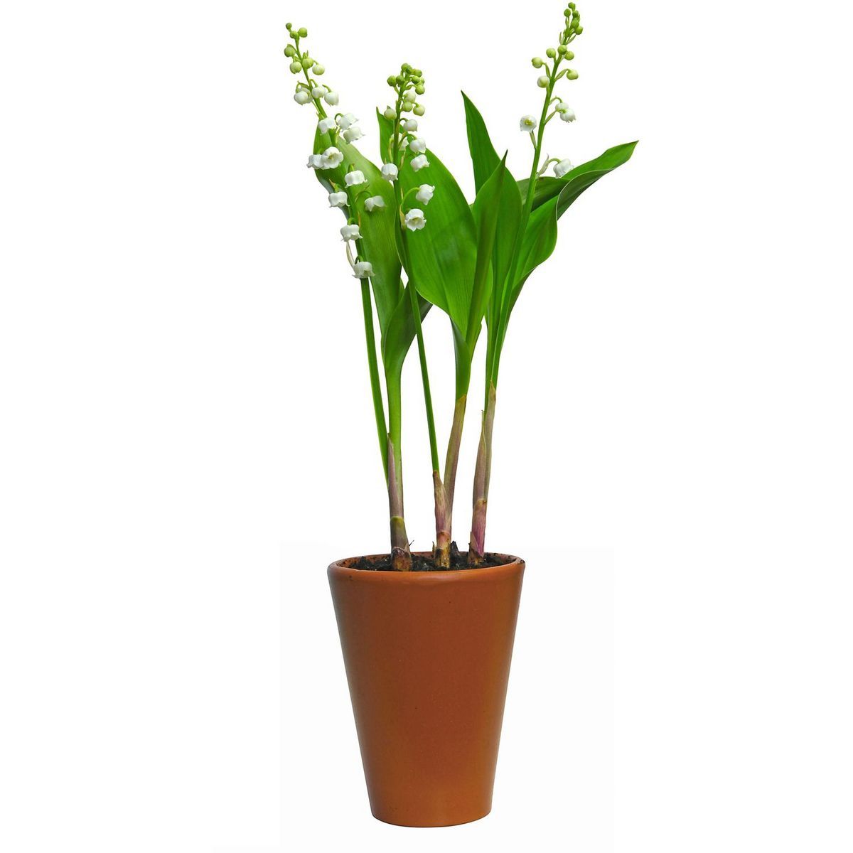 MUGUET POT DE 3 GRIFFES