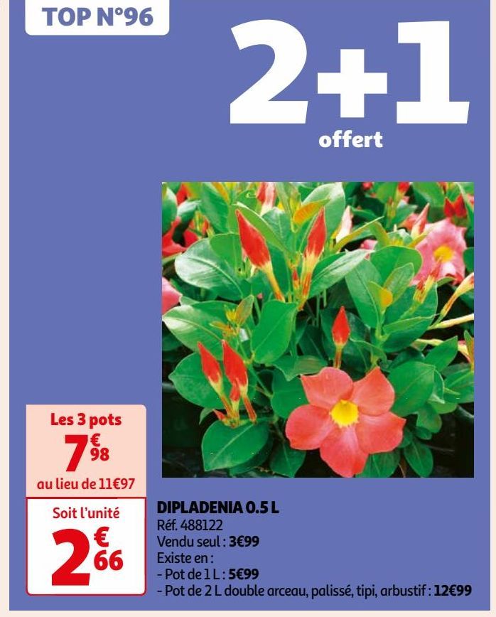 DIPLADENIA 0.5 L