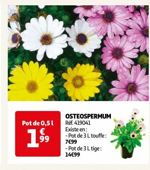 osteospermum