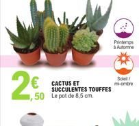 2€  € CACTUS ET  SUCCULENTES TOUFFES  ,50 Le pot de 8,5 cm.  Printemps à Automne  Soleil/ mi-ombre 
