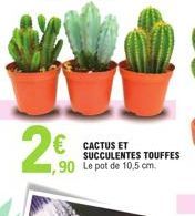 2€  Ν  CACTUS ET SUCCULENTES TOUFFES  1,90 Le pot de 10,5 cm. 