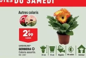 gerbera 