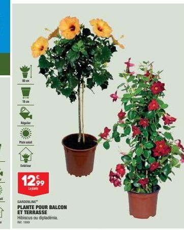 80cm  18cm  Regulier  Pasla  Exterie  1299  La  GARDENLINE  PLANTE POUR BALCON ET TERRASSE Hibiscus ou dipladenia. Rat. 1999 