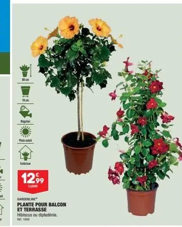 80cm  18cm  regulier  pasla  exterie  1299  la  gardenline  plante pour balcon et terrasse hibiscus ou dipladenia. rat. 1999 