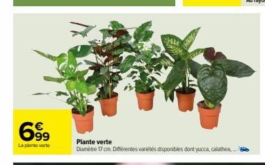 69⁹9  €  La plante verte  63  Plante verte  Diamètre 17 cm. Différentes variétés disponibles dont yucca, calathea.... 
