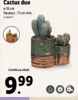 cactus 