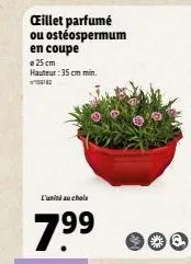 œillet parfumé ou ostéospermum  en coupe  25 cm  hauteur: 35 cm min.  1  l'unité au choix  199 