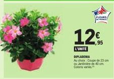 FLEURS  12€  ,95  L'UNITÉ DIPLADENIA  Au choix Coupe de 23 cm ou Jardinière de 40 cm. 