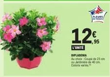 fleurs  12€  ,95  l'unité dipladenia  au choix coupe de 23 cm ou jardinière de 40 cm. 