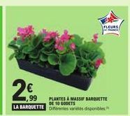 FLEURS  2€  PLANTES A MASSIF BARQUETTE DE 10 GODETS LA BARQUETTE Differentes varetes disponibles" 
