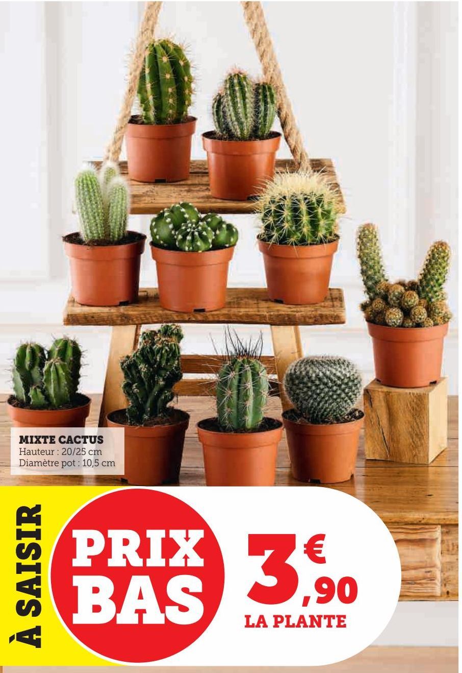 MIXTE CACTUS