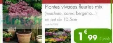 plantes vivaces fleuries mix (heuchera, carex, bergenia...) en pot de 10.5cm  199 l'unité 