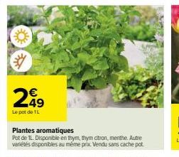 €  Le pot de 1L  Plantes aromatiques  Pot de 1L. Disponible en thym, thym citron, menthe. Autre variétés disponibles au même prix. Vendu sans cache pot. 