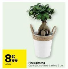 ficus ginseng 