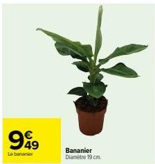 €  999  Le bananier  Bananier Diamètre 19 cm. 
