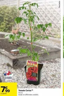 fleurs de france  7⁹9  la plante  tomate cerise pot 3l  existe en différentes variétés  44.44  142  flora media 