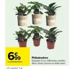 699  le philodendron  philodendron  diamètre 12 cm. différentes variétés: atom, green princess et white wave. 