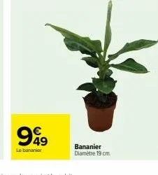 €  999  le bananier  bananier diamètre 19 cm. 