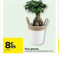 ficus ginseng 