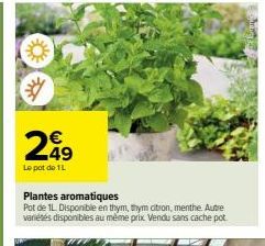 €  Le pot de 1L  Plantes aromatiques  Pot de 1L. Disponible en thym, thym citron, menthe. Autre variétés disponibles au même prix. Vendu sans cache pot. 