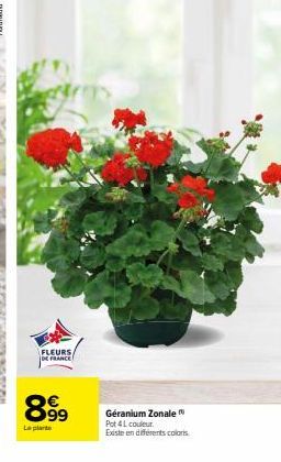 FLEURS  DE FRANCE  899  Le plate  Géranium Zonale  Pot 4L couleur. Existe en différents coloris 