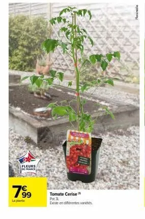 fleurs de france  7⁹9  la plante  tomate cerise pot 3l  existe en différentes variétés  44.44  142  flora media 