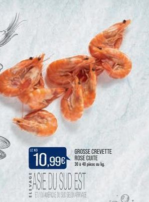 LEKB  GROSSE CREVETTE ROSE CUITE 30 à 40 pièces au kg.  10,99€ BASIE DU SUD EST  ETYOU AMÉRIQUE DU SUD SELON AFFAGE 