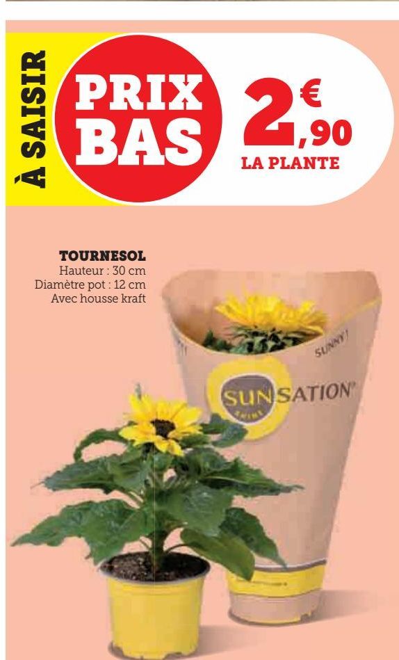 Tournesol