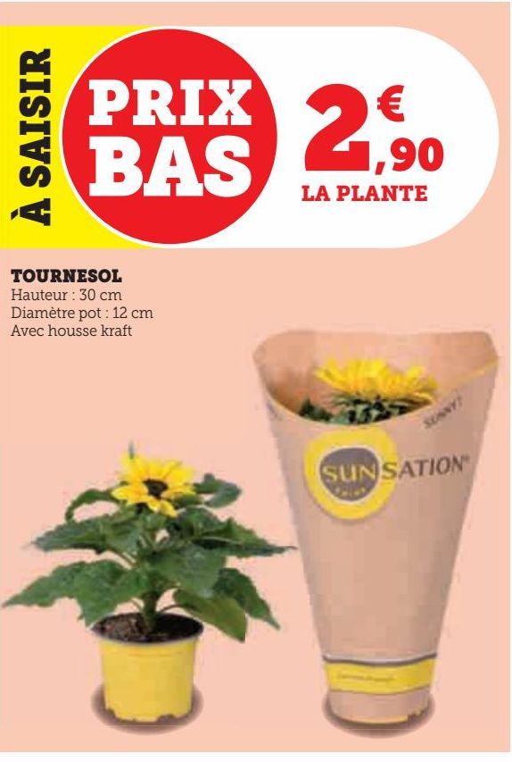 TOURNESOL