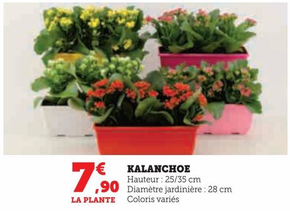 KALANCHOE