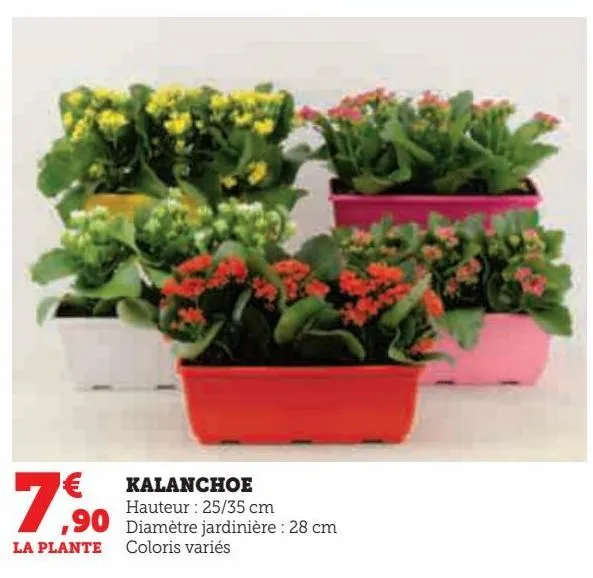 kalanchoe