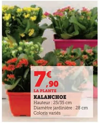 kalanchoe