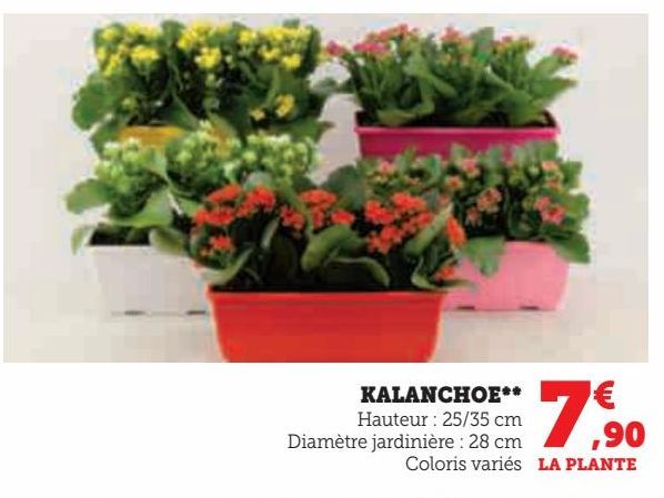 KALANCHOE